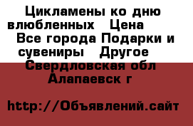 Цикламены ко дню влюбленных › Цена ­ 180 - Все города Подарки и сувениры » Другое   . Свердловская обл.,Алапаевск г.